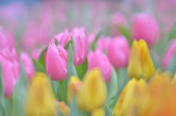I campi di fiori di tulipano — Foto Stock