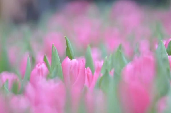 Os campos de flores de tulipa — Fotografia de Stock