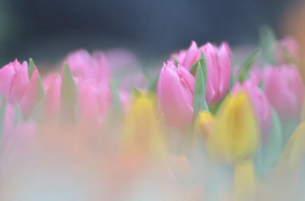 Die Tulpenblumenfelder — Stockfoto