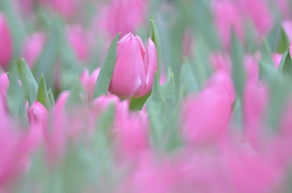 Les champs de fleurs de tulipes — Photo