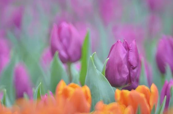 The tulip flower fields — Stock Photo, Image