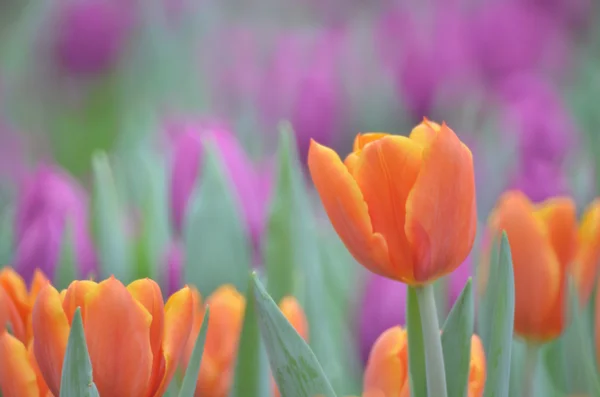 Os campos de flores de tulipa — Fotografia de Stock