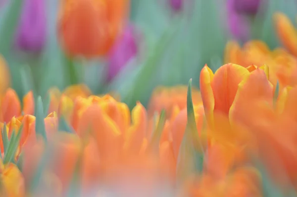 Krásné oranžové tulipány v poli plantáž — Stock fotografie