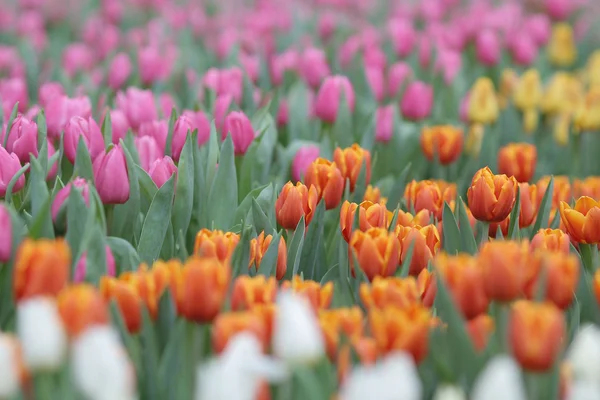 Campos de flores de tulipa no show de flores — Fotografia de Stock