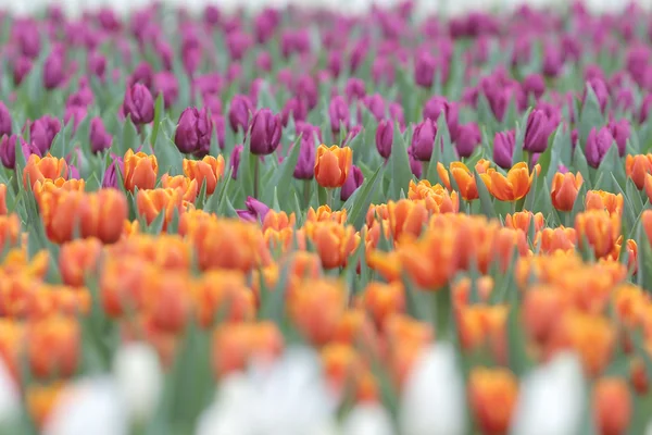 Campos de flores de tulipa no show de flores — Fotografia de Stock