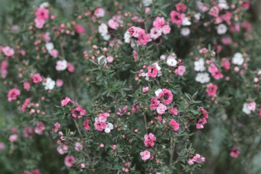 resmi bahçede çiçek yatak