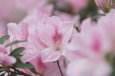  Çarpıcı pembe açelya şube