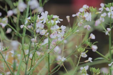 nautre, çiçek yatak