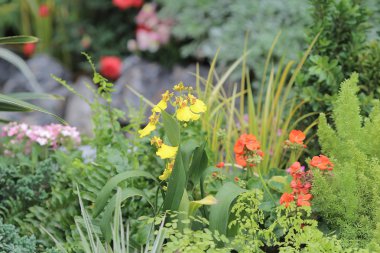 resmi bahçede çiçek yatak