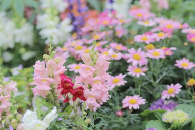 resmi bahçede çiçek yatak