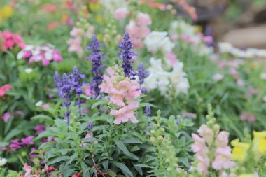 resmi bahçede çiçek yatak