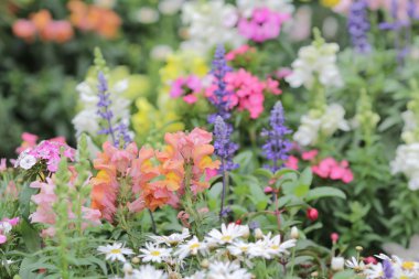 resmi bahçede çiçek yatak