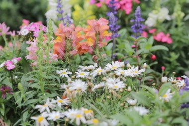 resmi bahçede çiçek yatak