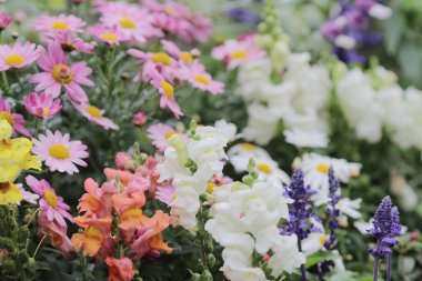 resmi bahçede çiçek yatak