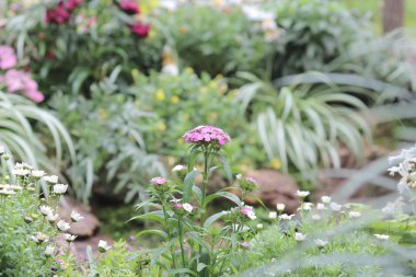 resmi bahçede çiçek yatak