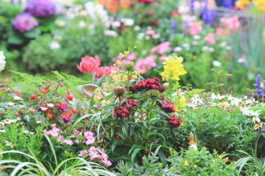 resmi bahçede çiçek yatak