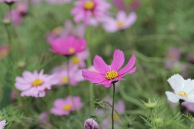Doğa arka zemin Cosmos çiçek alanıyla