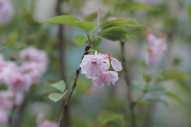 Güzel çiçek açan Japon kirazı Sakura.