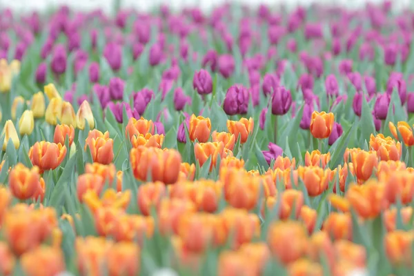 Campos de flores de tulipán en espectáculo de flores — Foto de Stock