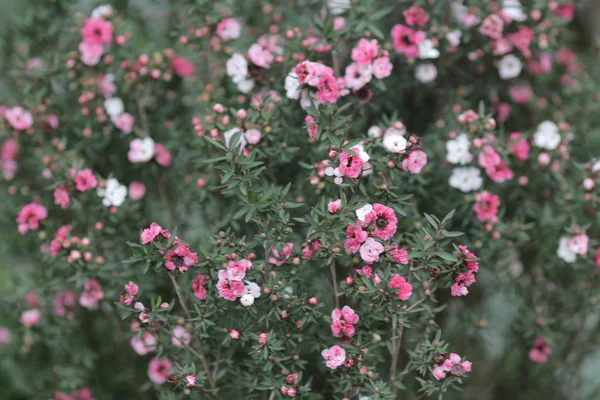 resmi bahçede çiçek yatak