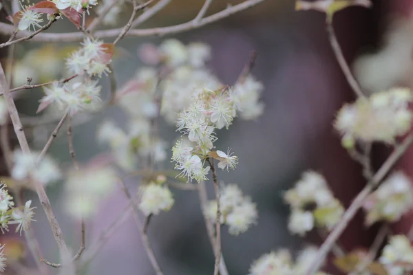 Flowers of the Brazilian cherry Eugenia — Stock Photo, Image