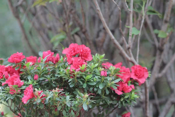 Il fiore di Azalea — Foto Stock