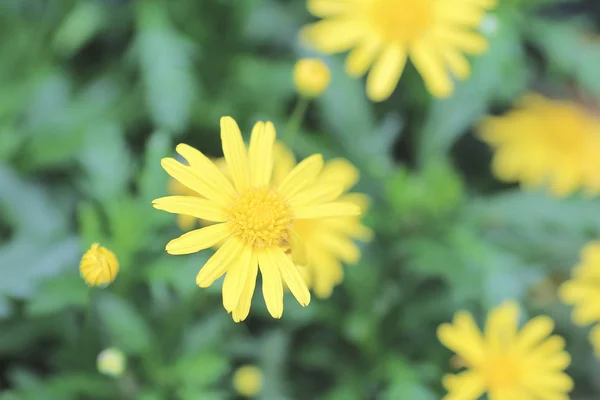 A flor amarela — Fotografia de Stock