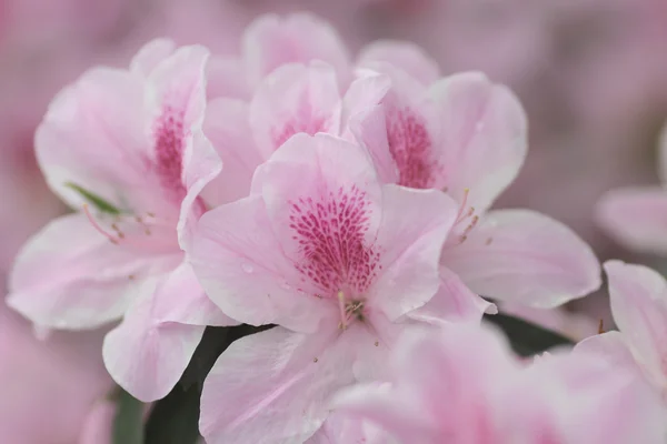 Atemberaubender rosa Azaleen-Zweig — Stockfoto