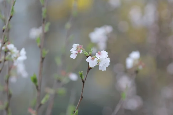 Le lit de fleurs — Photo