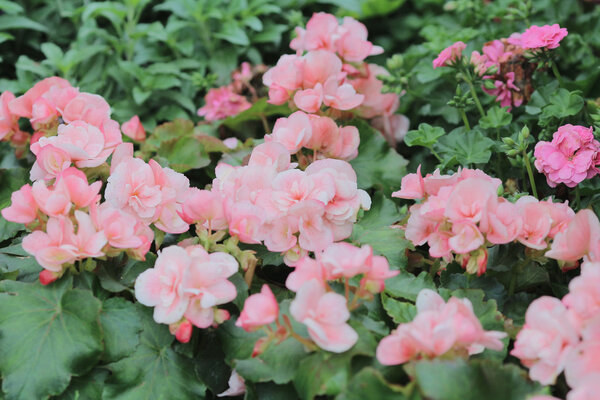 Цветочное ложе
