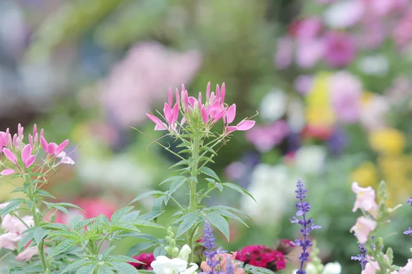 Bloembedden in formele tuin — Stockfoto