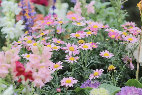 Flower beds in formal garden — Stock Photo, Image