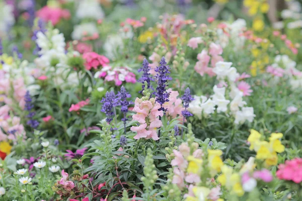 Flower beds in formal garden — Stock Photo, Image