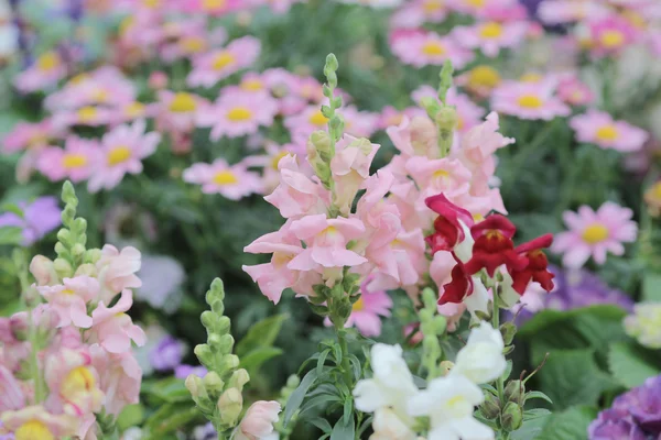 De Antirrhinum majus — Stockfoto