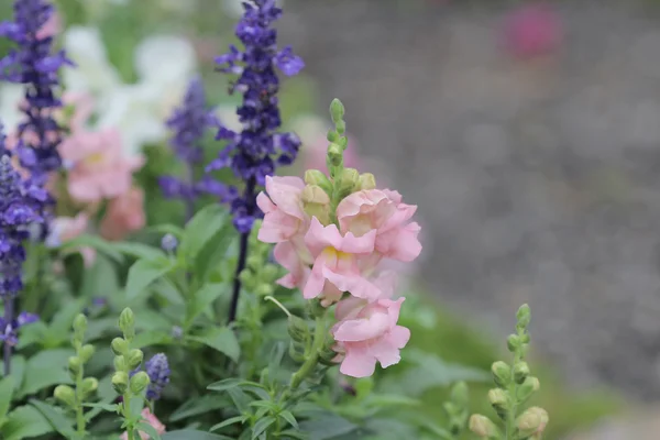 O Antirrhinum majus — Fotografia de Stock