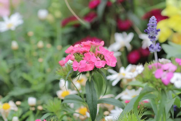 Blumenbeete im Garten — Stockfoto