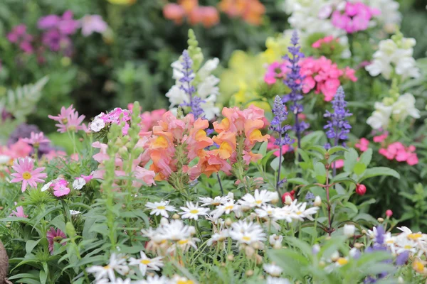 Flower beds in formal garden — Stock Photo, Image