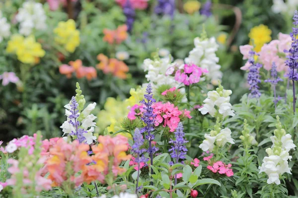 공식적인 정원에서 꽃밭 — 스톡 사진