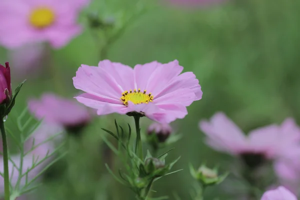 O campo de flores Cosmos com a natureza de volta chão — Fotografia de Stock