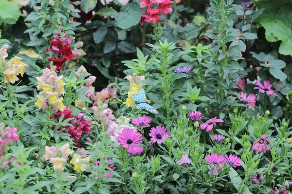 Flower beds in formal garden — Stock Photo, Image