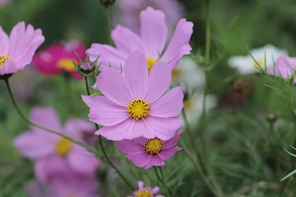 O campo de flores Cosmos com a natureza de volta chão — Fotografia de Stock