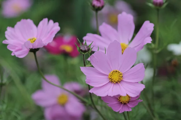 O campo de flores Cosmos com a natureza de volta chão — Fotografia de Stock