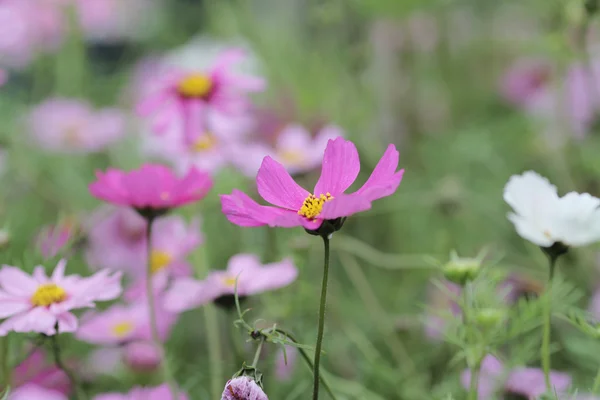 O campo de flores Cosmos com a natureza de volta chão — Fotografia de Stock