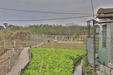 Ma Shi Po nefes Fanling, hk
