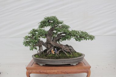 seramik bir tencerede küçük bonsia ağaç 