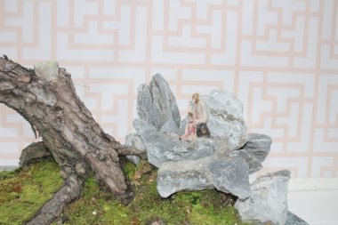 seramik bir tencerede küçük bonsia ağaç 