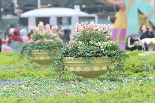 The Flower bed — Stock Photo, Image