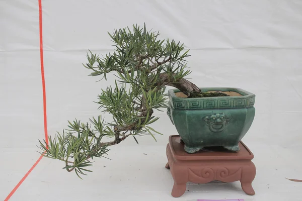 Pequeño árbol de bonsia en una maceta de cerámica — Foto de Stock