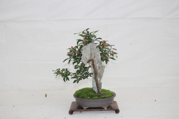 Kis bonsia fa kerámia edényben — Stock Fotó