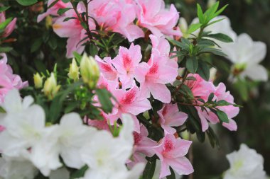 güzel pembe ormangülü çiçek